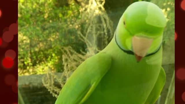 beautiful parrot