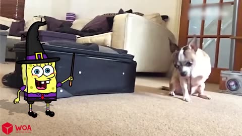 Funniest Dogs and Cats Video