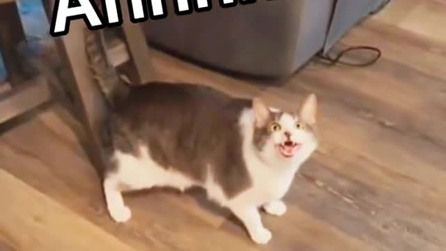 Cat It’s terrible 😫😫#cat #catsoftiktok #funny #funnycat