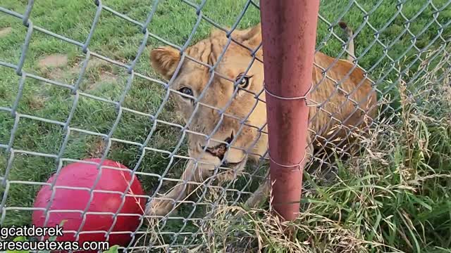 What is that lion doing CRAZY PANTS Moments May 2022
