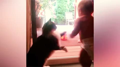 Cute baby cat fight Funny videos clips