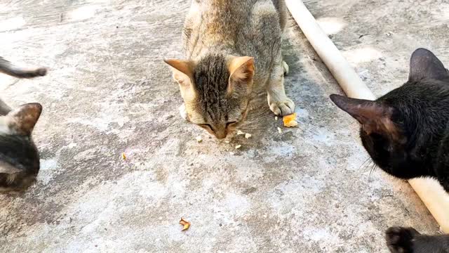 Cute cat meows because of grilled fish