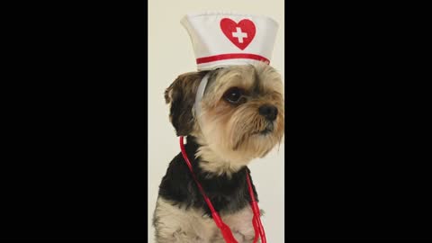 Meet Mr Dogtor || Cute Dog Videos #dog #cat