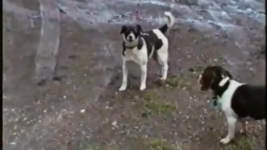 Memories Of The Flying Lure