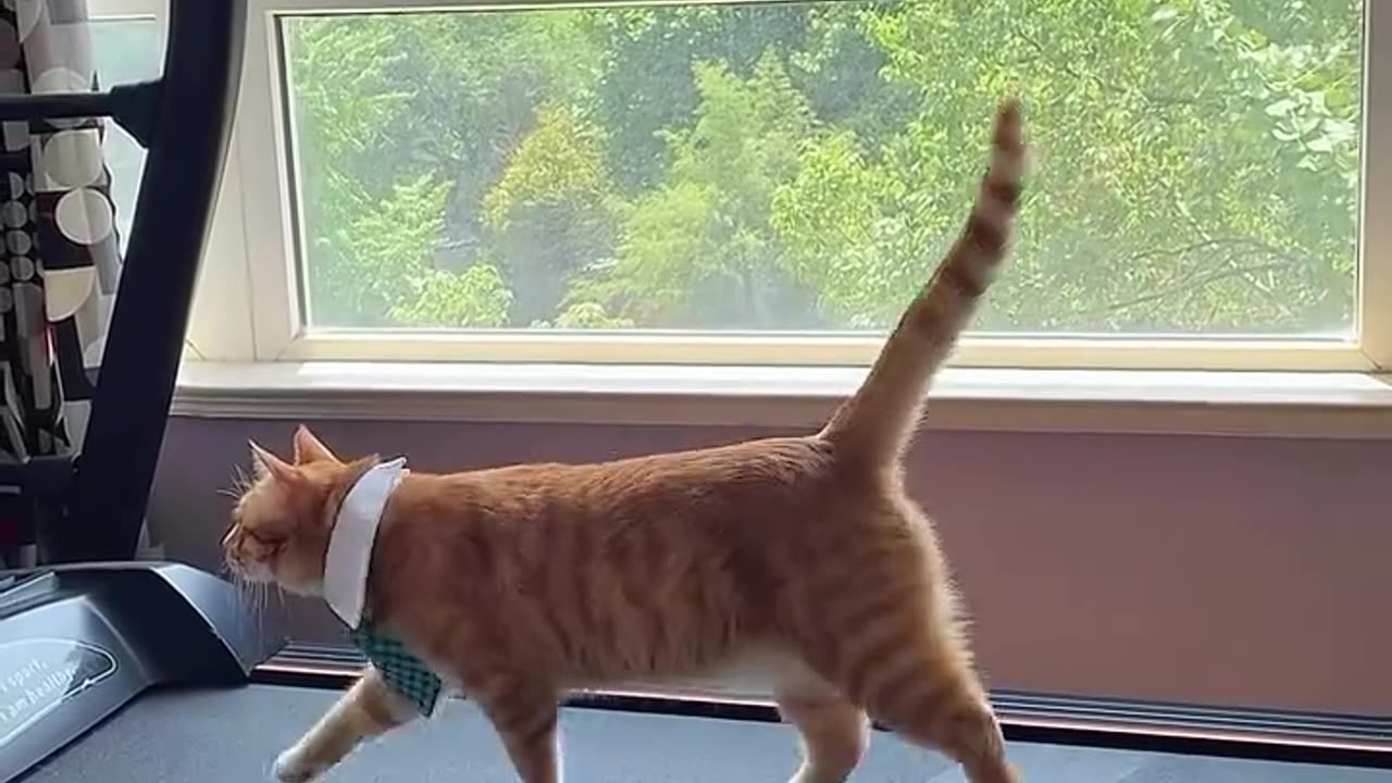 Cats' Funniest Toy Reactions!