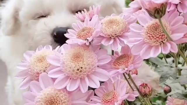 All the chrysanthemums in the yard are in bloom