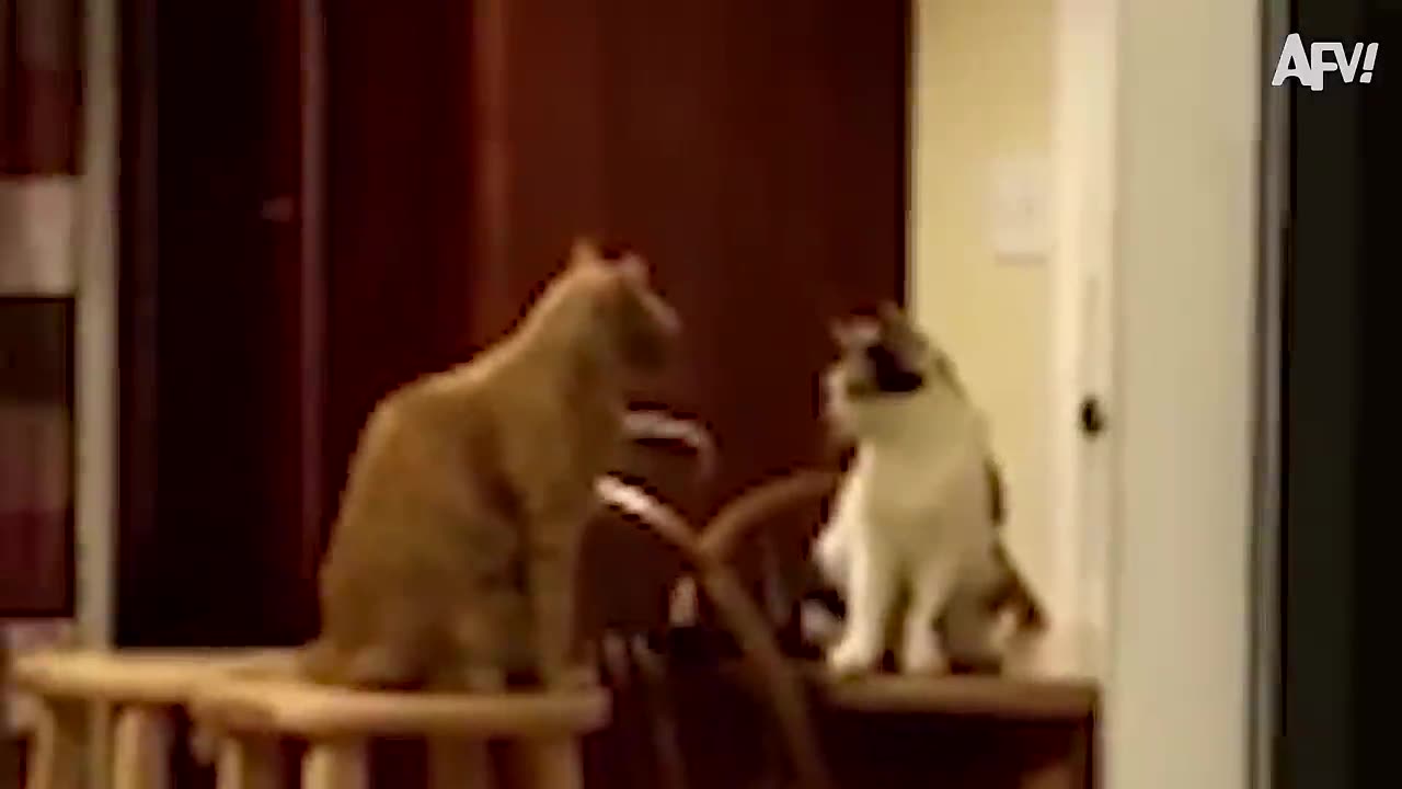 When animals get surprise [ funny animal videos]