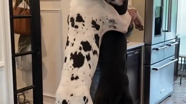 Dog hugs (follow me)