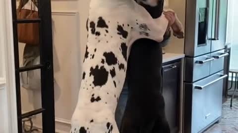 Dog hugs (follow me)