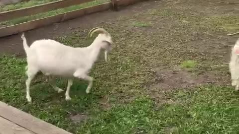 Goat in the zoo with big horns