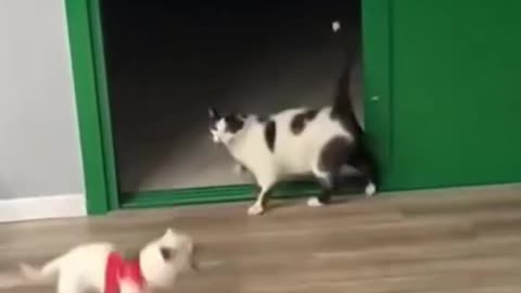 BEST FUNNY ANIMAL VIDEO SHORTS