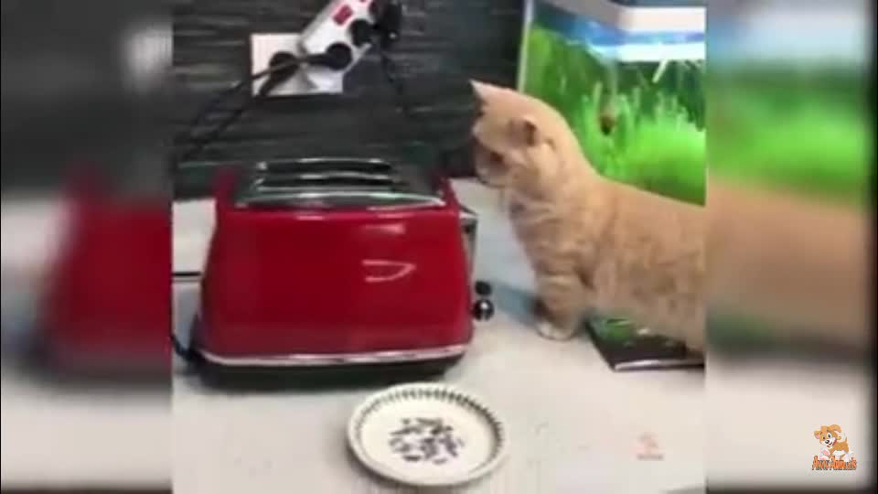 Baby cats -cute and funny cat videos 🐱
