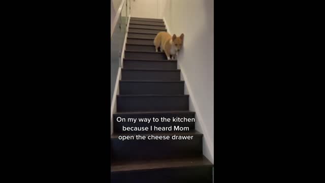 Food-Motivated pup humorously trots down the stairs