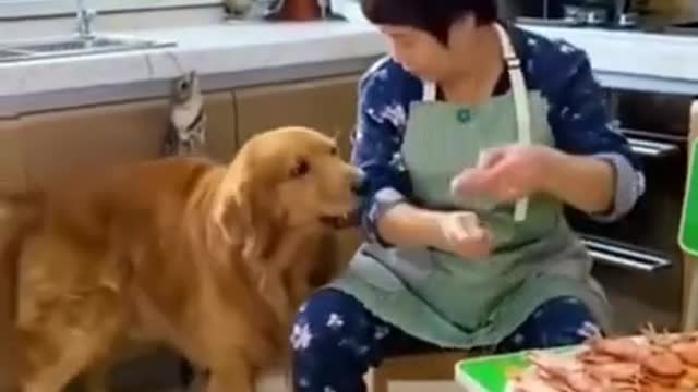 BD You will laugh at all the DOGS 🤣 Funny DOG Videos 😂🐶▶04 #shorts