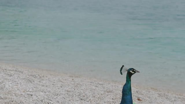 The peacock is floating by the sea.