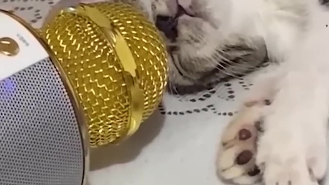 Funny cats video #2023