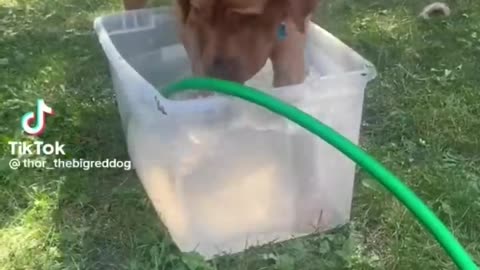 động vật funny phần 23