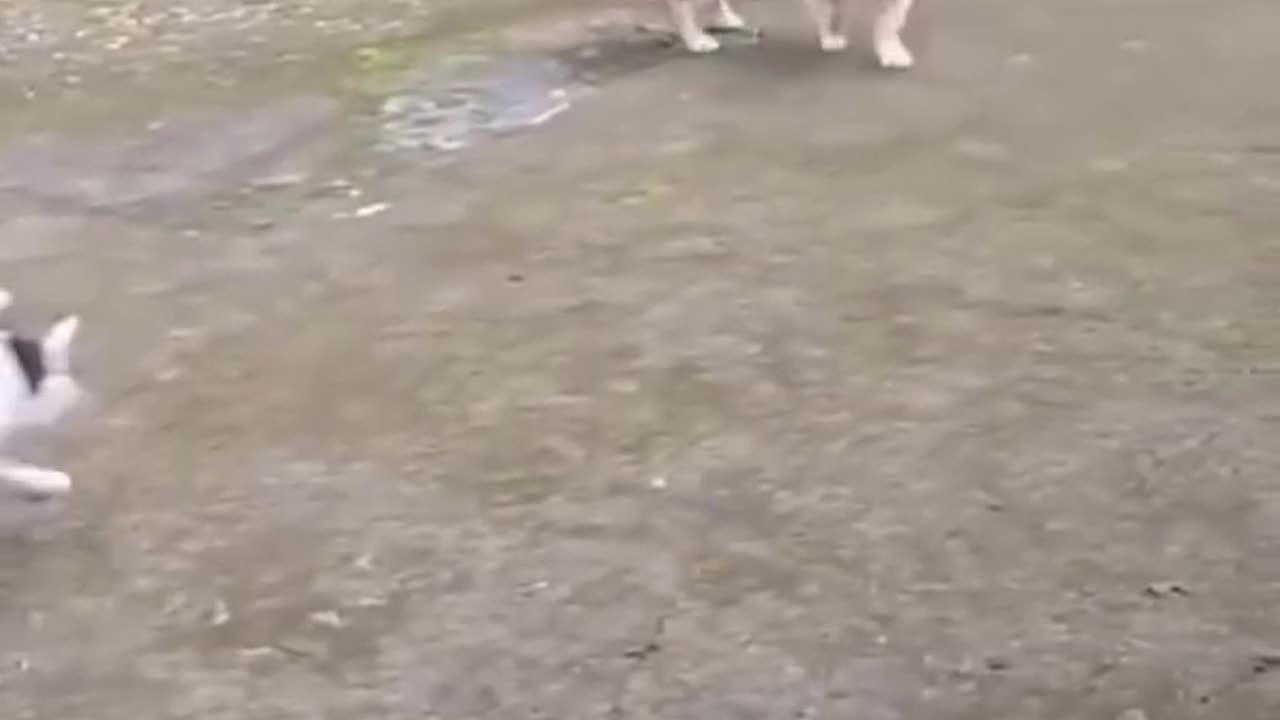 Great dog and cat war