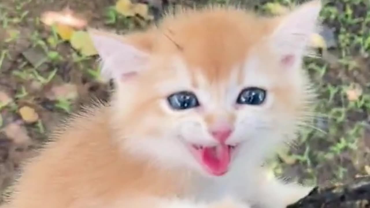 cute cat- funny cat