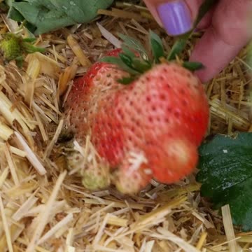 I found an unusual shape of strawberry in the garden