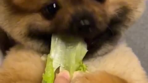 cute puppy