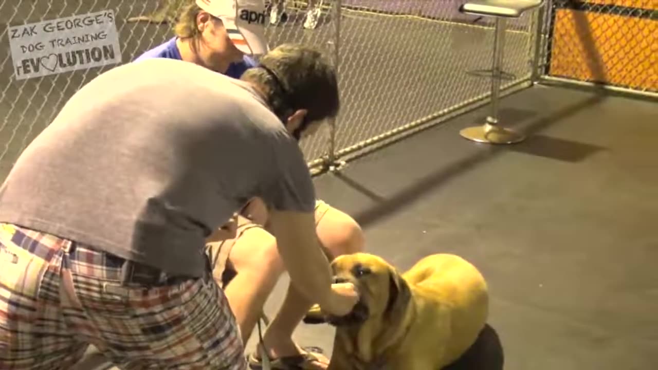 Dog Training Video# How To Train your Dog