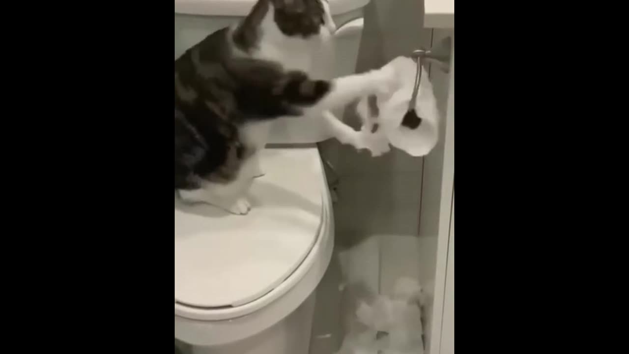 Cats will make your day by watching this video