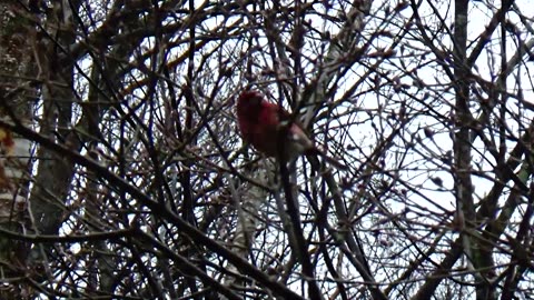 Purple Finch