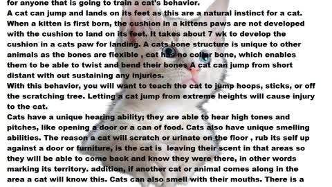 Cat training tricks