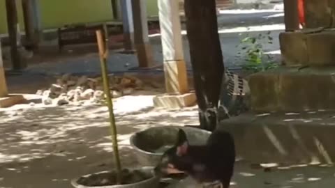 Funny video trolling dogs with tiger plush