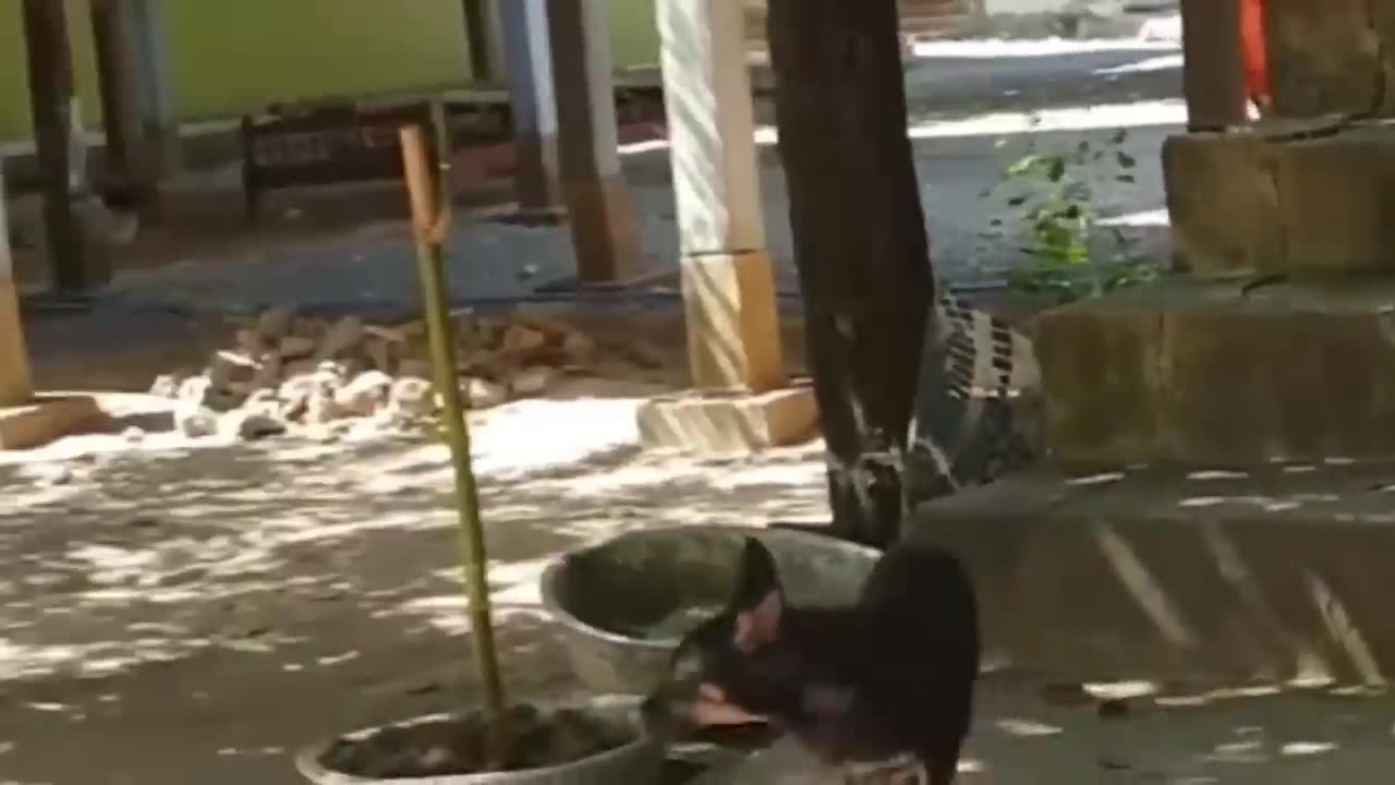 Funny video trolling dogs with tiger plush