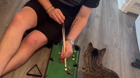 Cat Learns To Play Pool