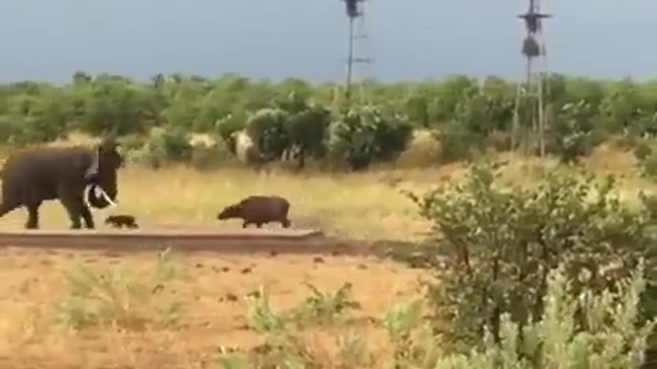 This baby water buffalo charges a bull elephant, only to be quickly ushered away by mom