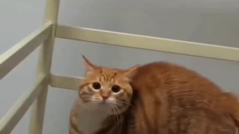 Orange cat just teleported