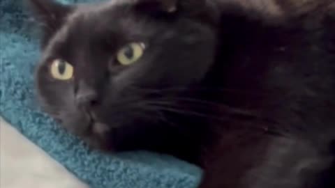 Adopting a Cat from a Shelter Vlog - Cute Precious Piper Reacts to Have 1000 Subscribers #shorts
