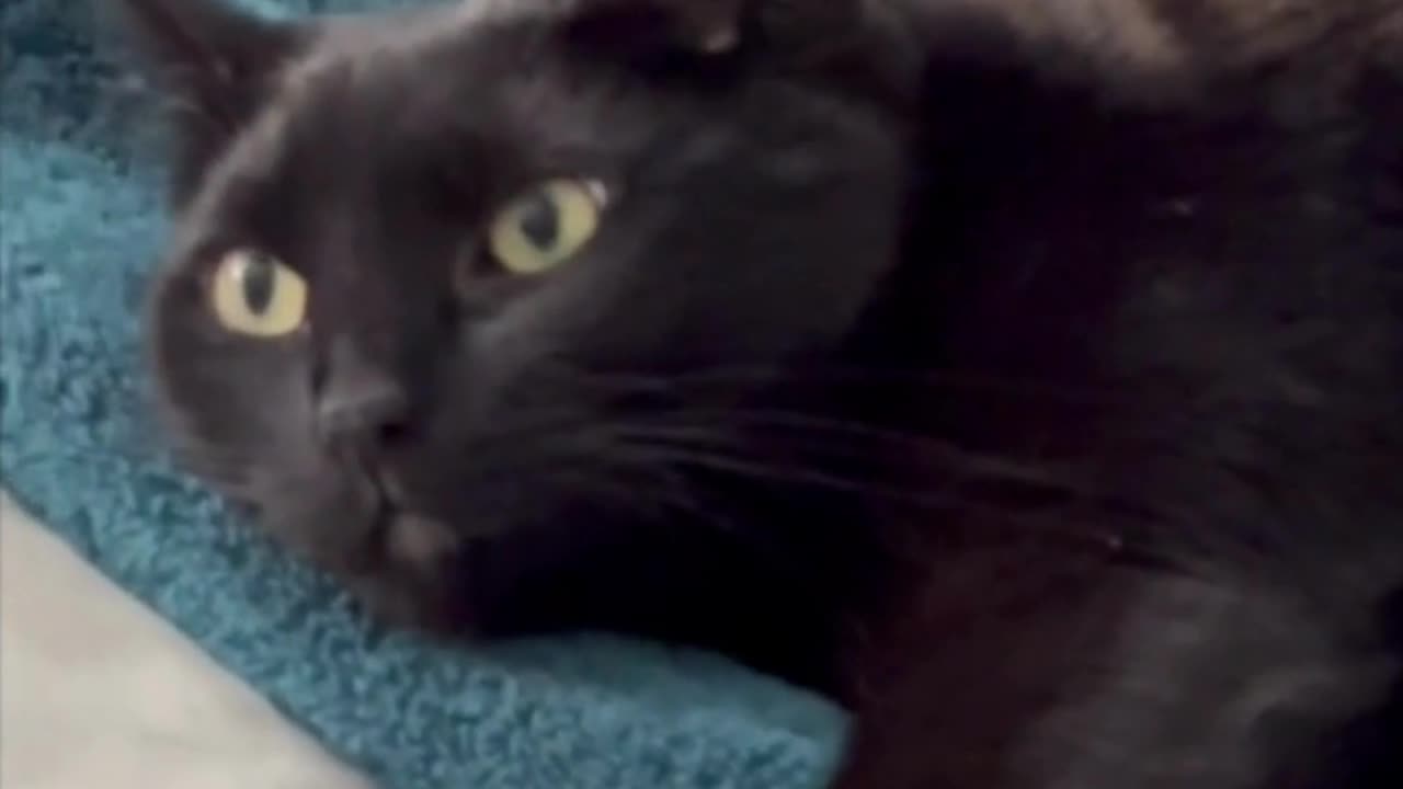 Adopting a Cat from a Shelter Vlog - Cute Precious Piper Reacts to Have 1000 Subscribers #shorts