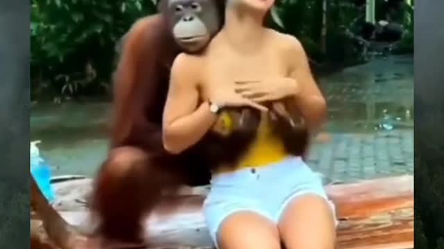 Crazy !!!! monkey behavior when there is a pretty girl