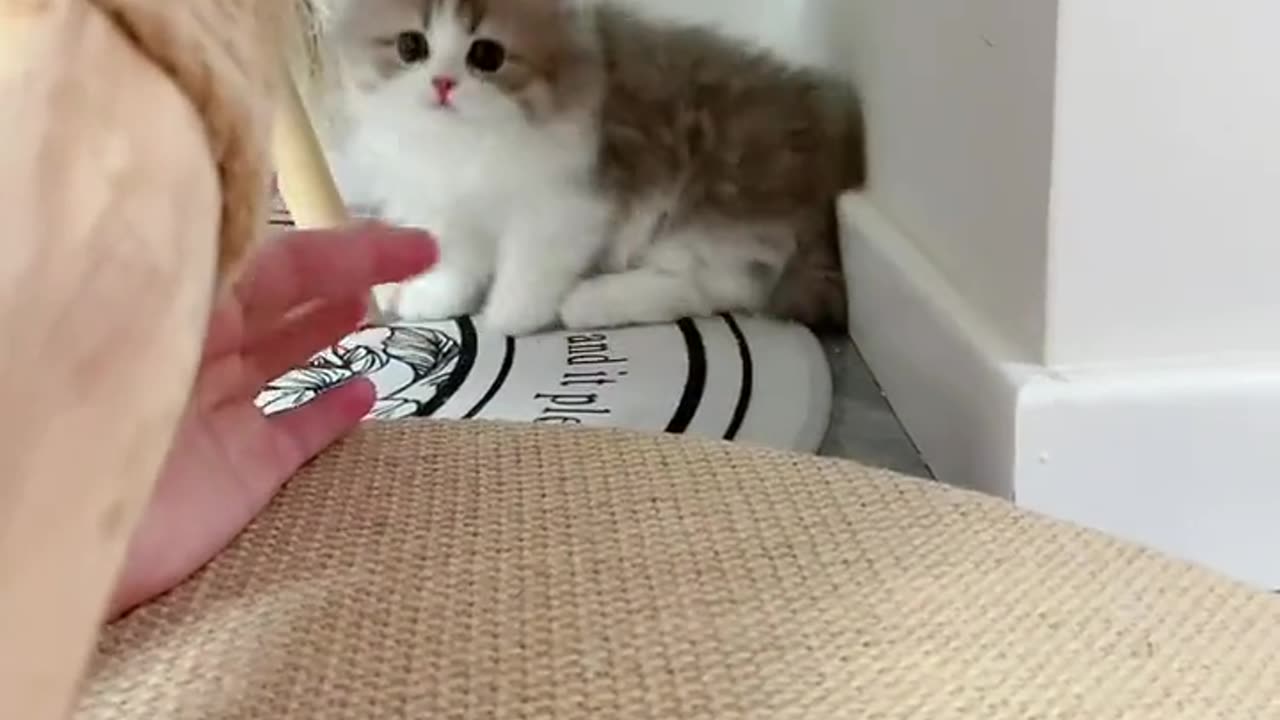 CAT PLAY WITH HAND