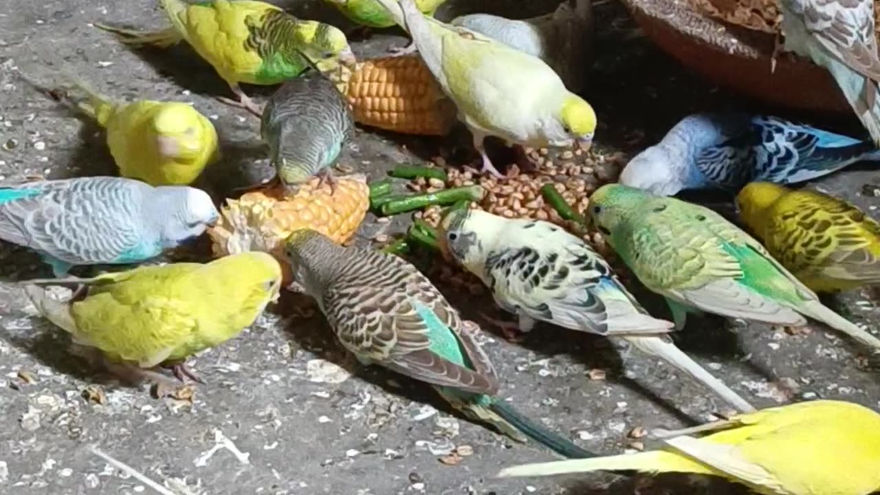 Budgies Birds funny video#budgeis Birds playing