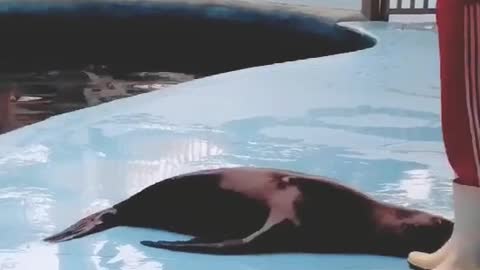 The sea lion goes round and round