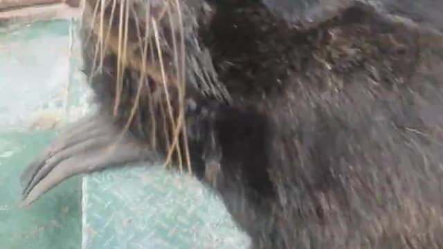 Coconut the Male Sea Lion Jumps into Boat for Some Attention