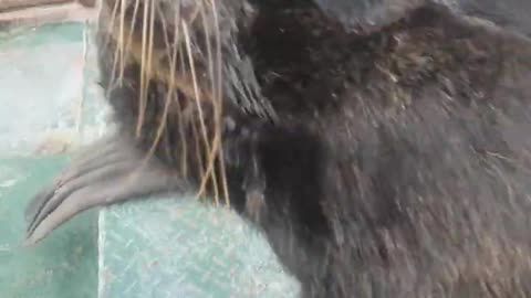 Coconut the Male Sea Lion Jumps into Boat for Some Attention