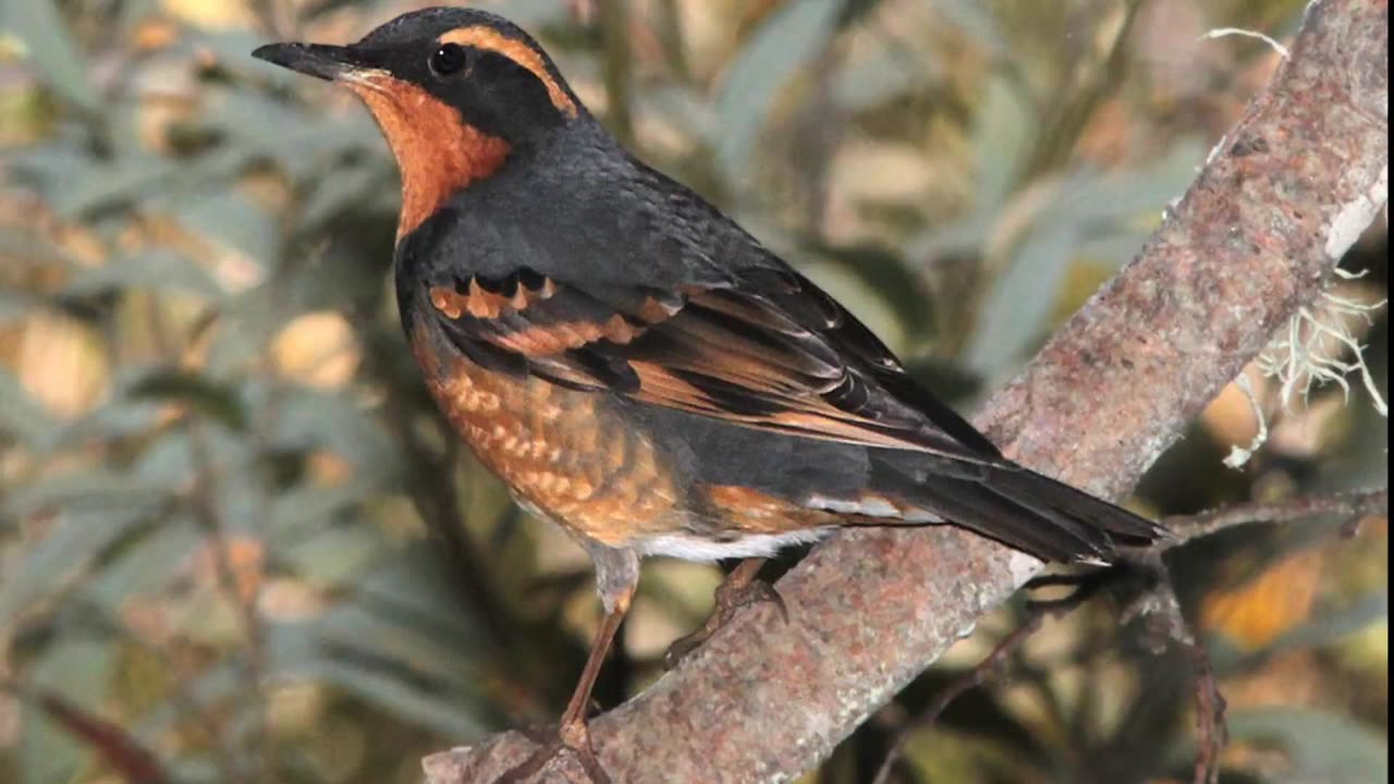 Varied Thrush Sound Video