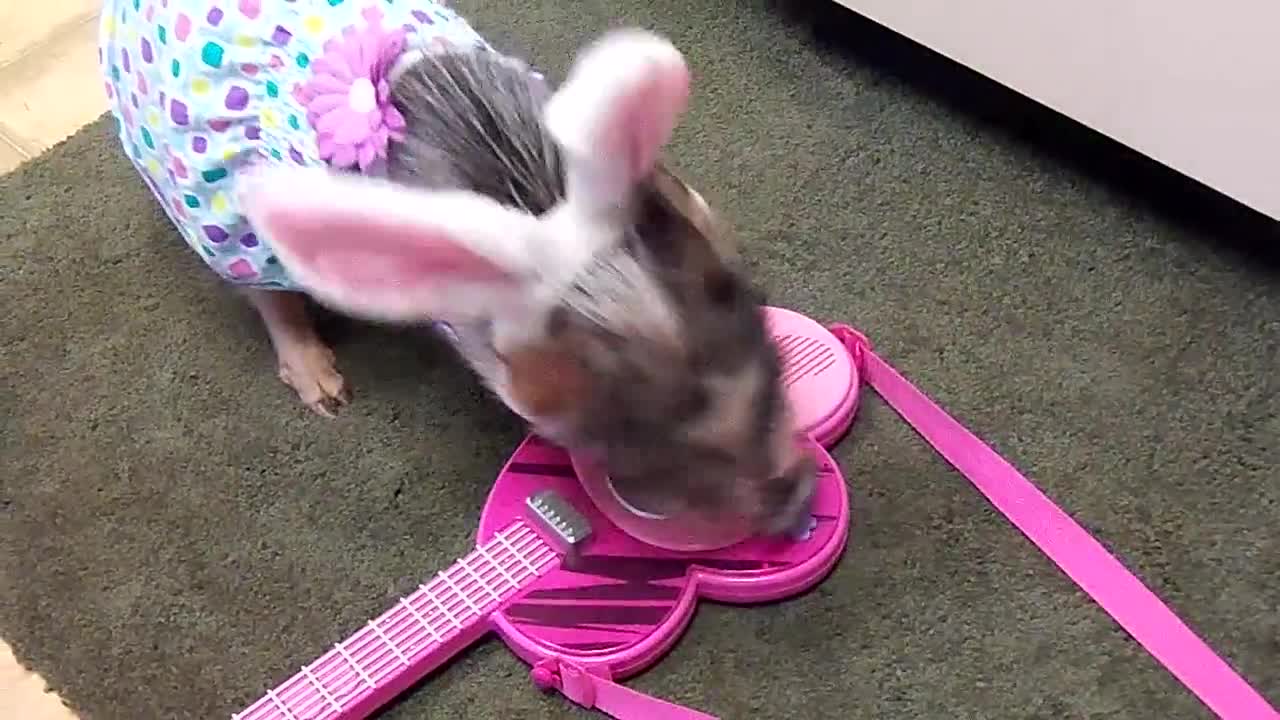 Costume-wearing mini pig shows off guitar skills