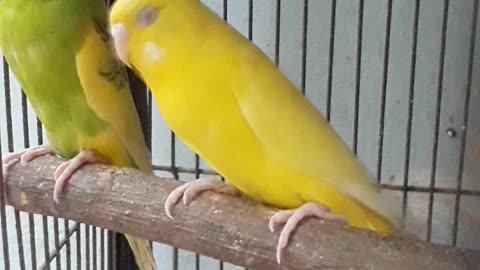 Birds lover