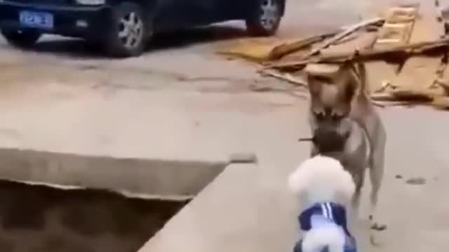 Funniest cat videos #Short #puppy #firstshortvideo