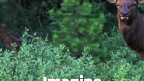 Wild Wonders of Canada! #canda #wildwonder #wildlife #shorts #short #shortvideo #kidslearning #bear