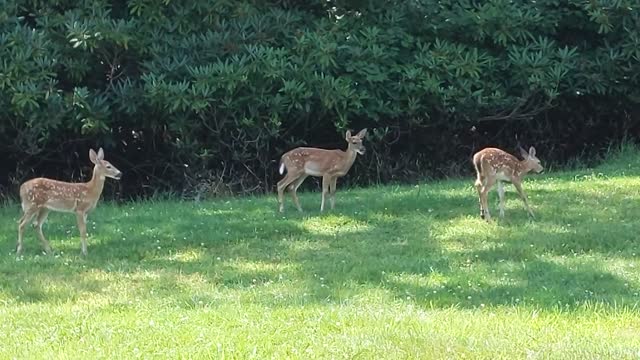 Deer Grazing Time Lapse