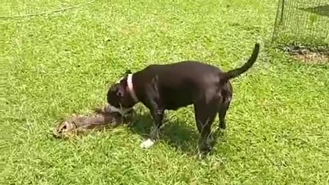 Comodo & Dog