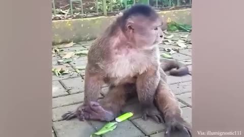 Funny animals videos
